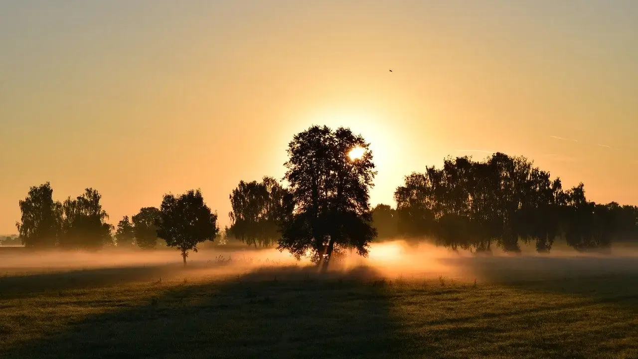 Mglisty poranek, idealny na bieganie na czczo. Słońce przebija się przez drzewa, tworząc magiczną atmosferę.