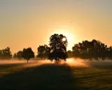 Mglisty poranek, idealny na bieganie na czczo. Słońce przebija się przez drzewa, tworząc magiczną atmosferę.