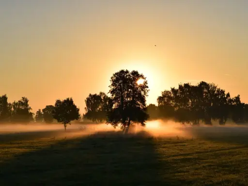Mglisty poranek, idealny na bieganie na czczo. Słońce przebija się przez drzewa, tworząc magiczną atmosferę.