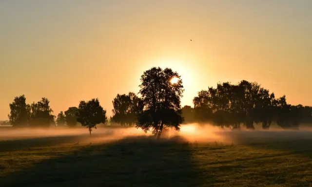 Mglisty poranek, idealny na bieganie na czczo. Słońce przebija się przez drzewa, tworząc magiczną atmosferę.
