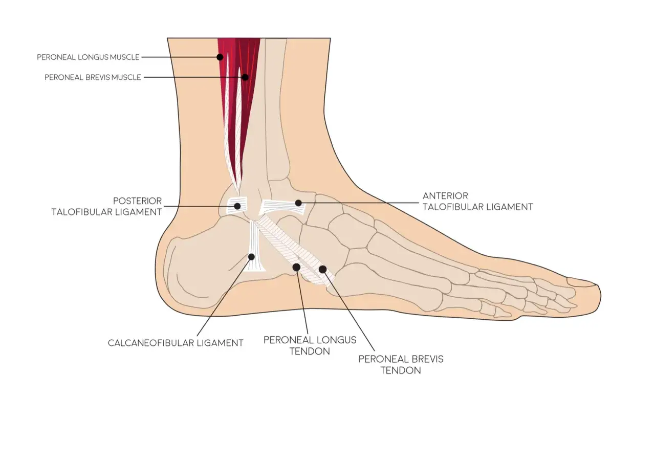 Anatomia stawu skokowego z zaznaczonymi mięśniami i więzadłami, które mogą powodować ból kostki po bieganiu.