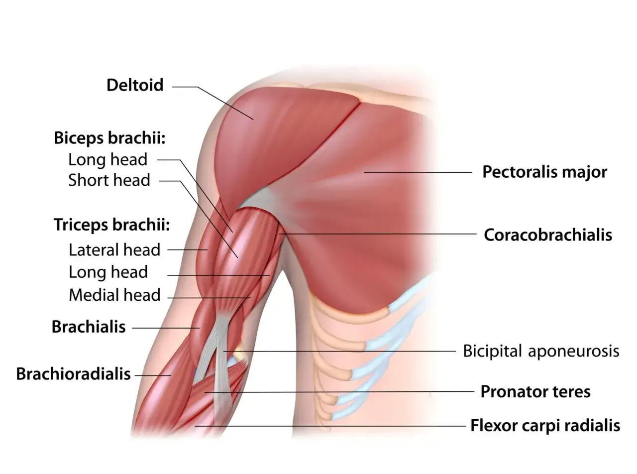 Anatomia ramienia z zaznaczonymi mięśniami: biceps brachii (głowa długa i krótka), triceps brachii (głowa boczna, długa, przyśrodkowa), mięsień ramienny, mięsień ramienno-promieniowy. To dzięki nim wykonujemy pompki na biceps.